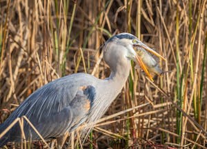 Free stock photo of animal, avian, bird
