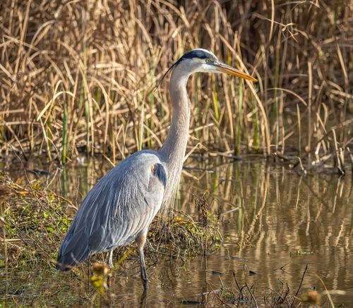 Free A Great Blue Heron stands in a marsh, showcasing its elegant plumage and natural surroundings. Stock Photo