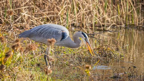 Free A close-up of a Great Blue Heron foraging in a wetland area. Stock Photo