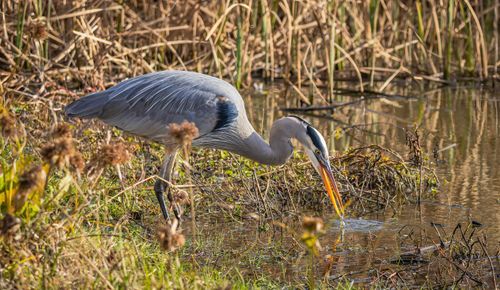Free A great blue heron foraging in a serene wetland, surrounded by tall grasses. Stock Photo