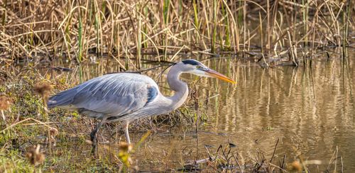 Free A great blue heron gracefully wading in a serene swamp environment. Stock Photo