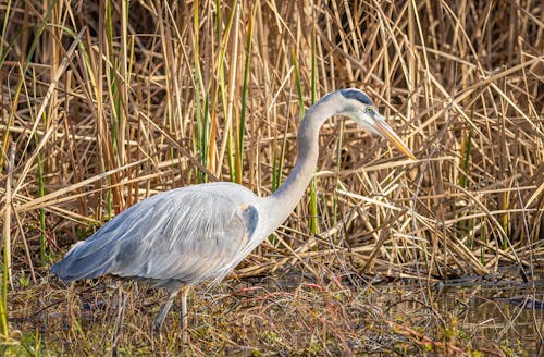 Kostnadsfri bild av ardea herodier, djur, fågel