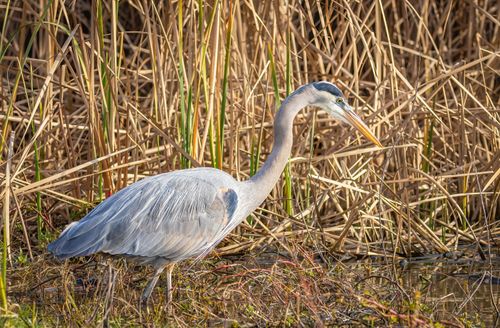 Free Close-up of a Great Blue Heron (Ardea herodias) standing in a marsh. Stock Photo