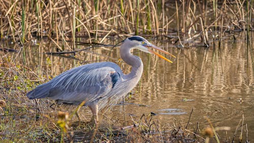 Kostnadsfri bild av ardea herodier, djur, fågel