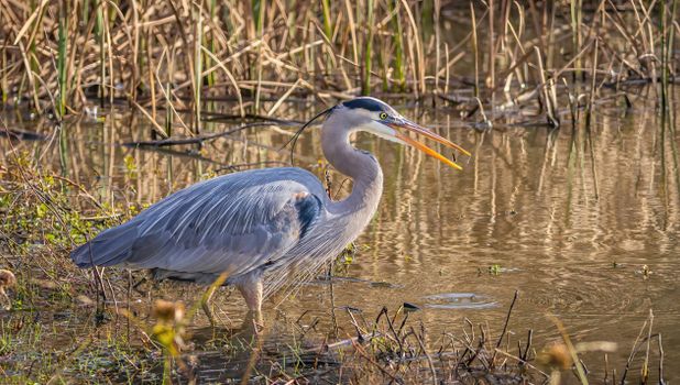 Close-up of a Great Blue Heron (Ardea herodias) in a marsh, perfect for nature and wildlife themes.