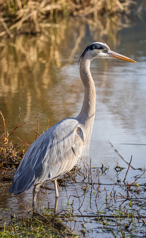 Close-Up Photo of Great Blue Heron on Water