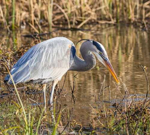 Photo of a Heron Standing in Water 