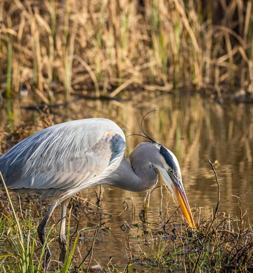 Close-Up Photo of Great Blue Heron on Swamp