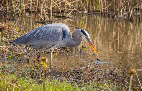 Heron Standing in a Lake 