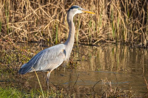 Free A great blue heron stands in marshy water surrounded by reeds. Stock Photo