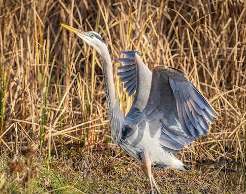 Close-Up of a Great Blue Heron