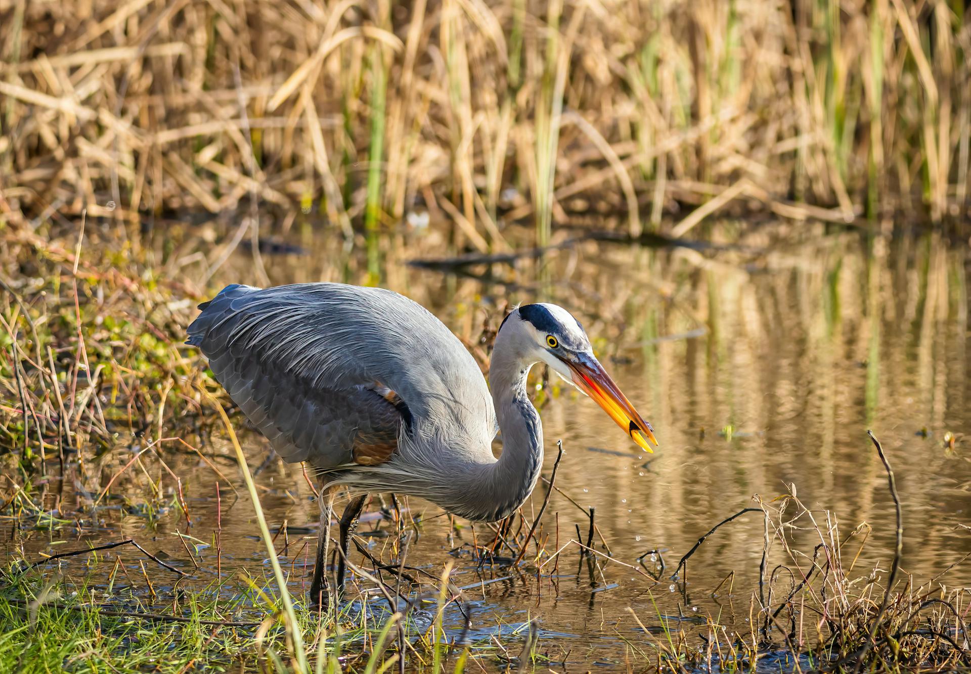 Free stock photo of animal, avian, beak