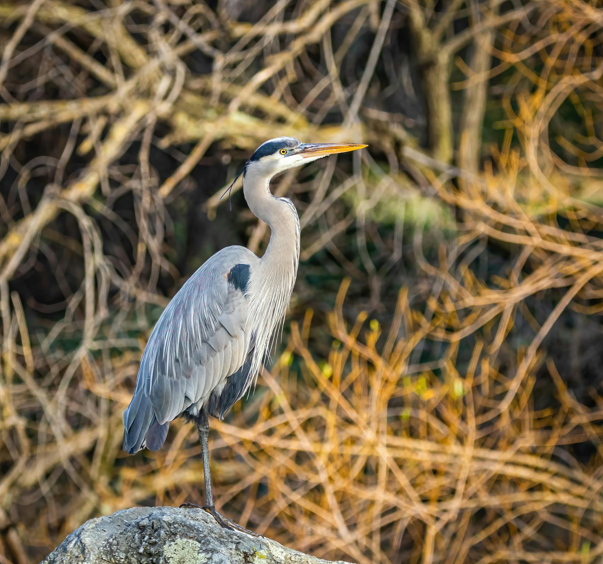 Free stock photo of animal, avian, beak