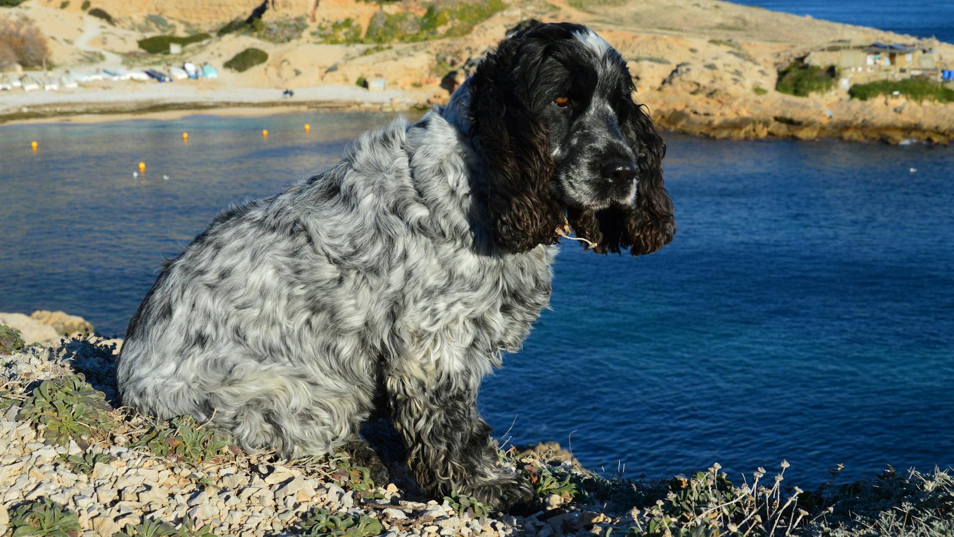 A Gray Cocker Spaniel Sitting on the Coast