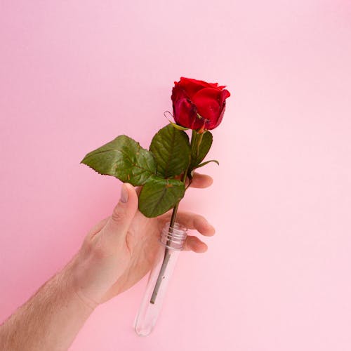 Free Person Holding a Red Rose Above a Pink Background Stock Photo