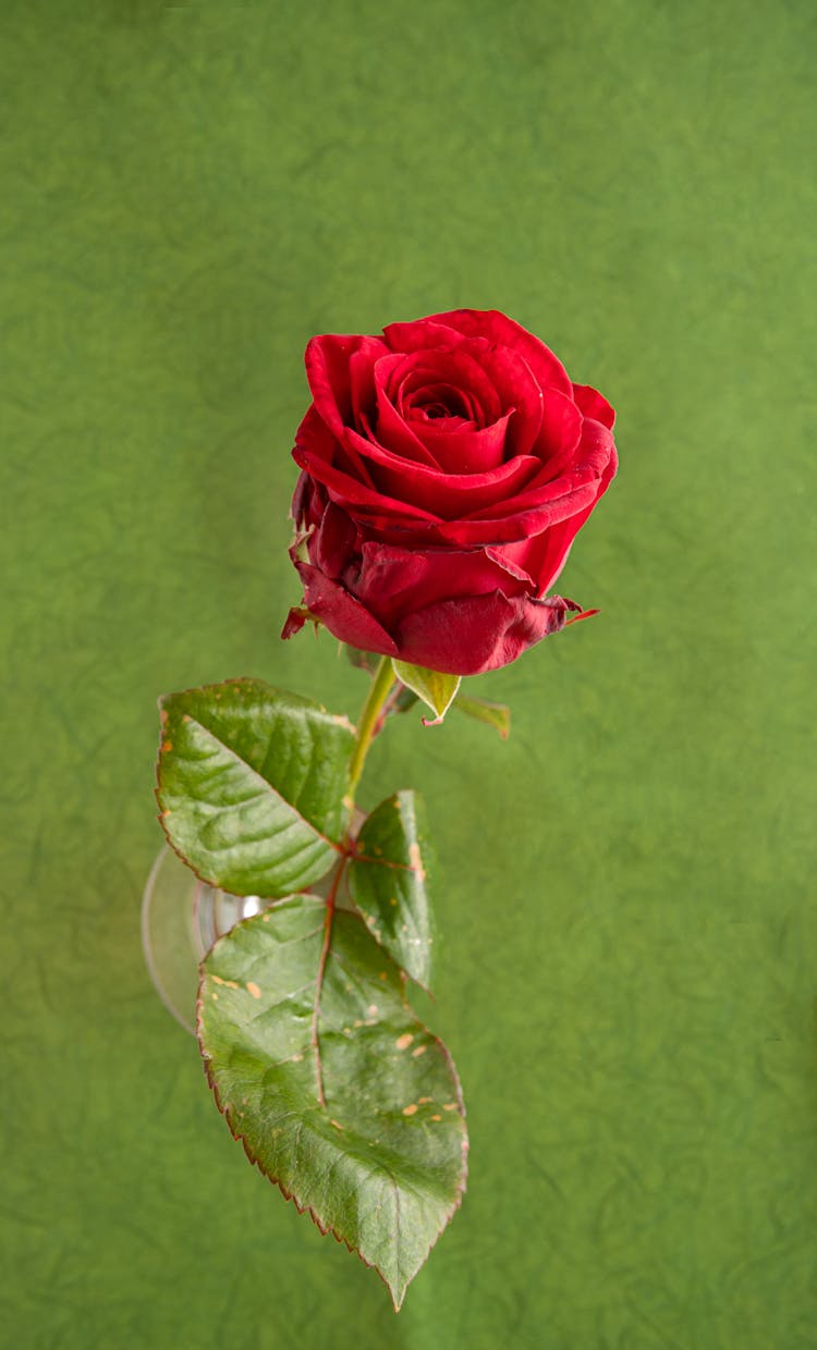 Fresh Red Rose On Green Background