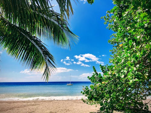 Free View of a Tropical Beach with Palm Trees and a Sailboat on a Sea  Stock Photo