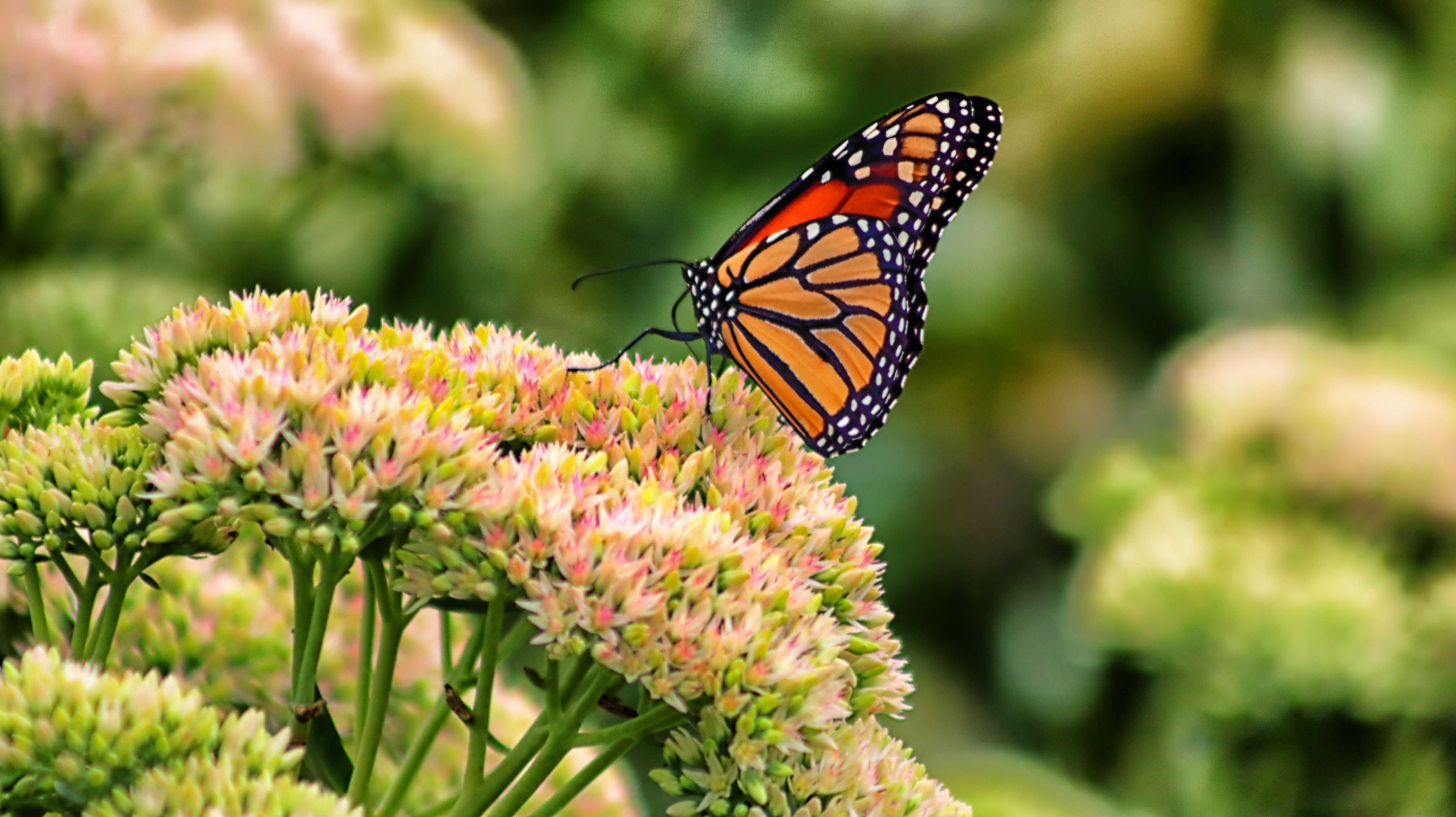 Butterfly Perched on Flowers · Free Stock Photo