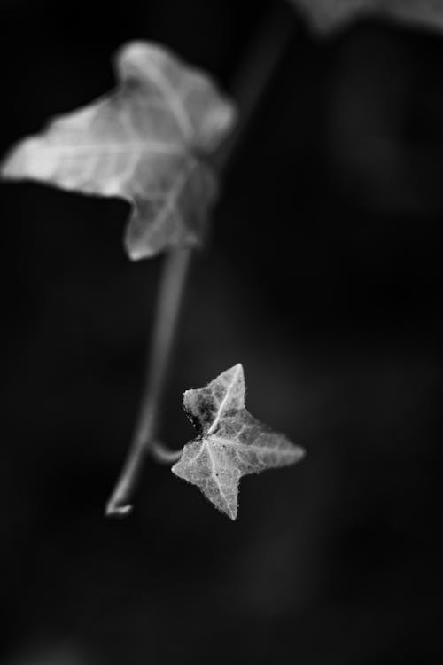 Black and White Photo of Plant Leaves 
