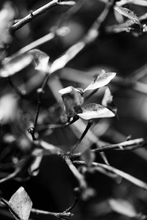 Free Artistic black and white photo of tree branches and leaves focusing on flora details. Stock Photo
