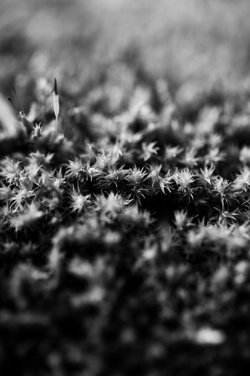 Dramatic black and white close-up of moss showcasing texture and nature's complexity.