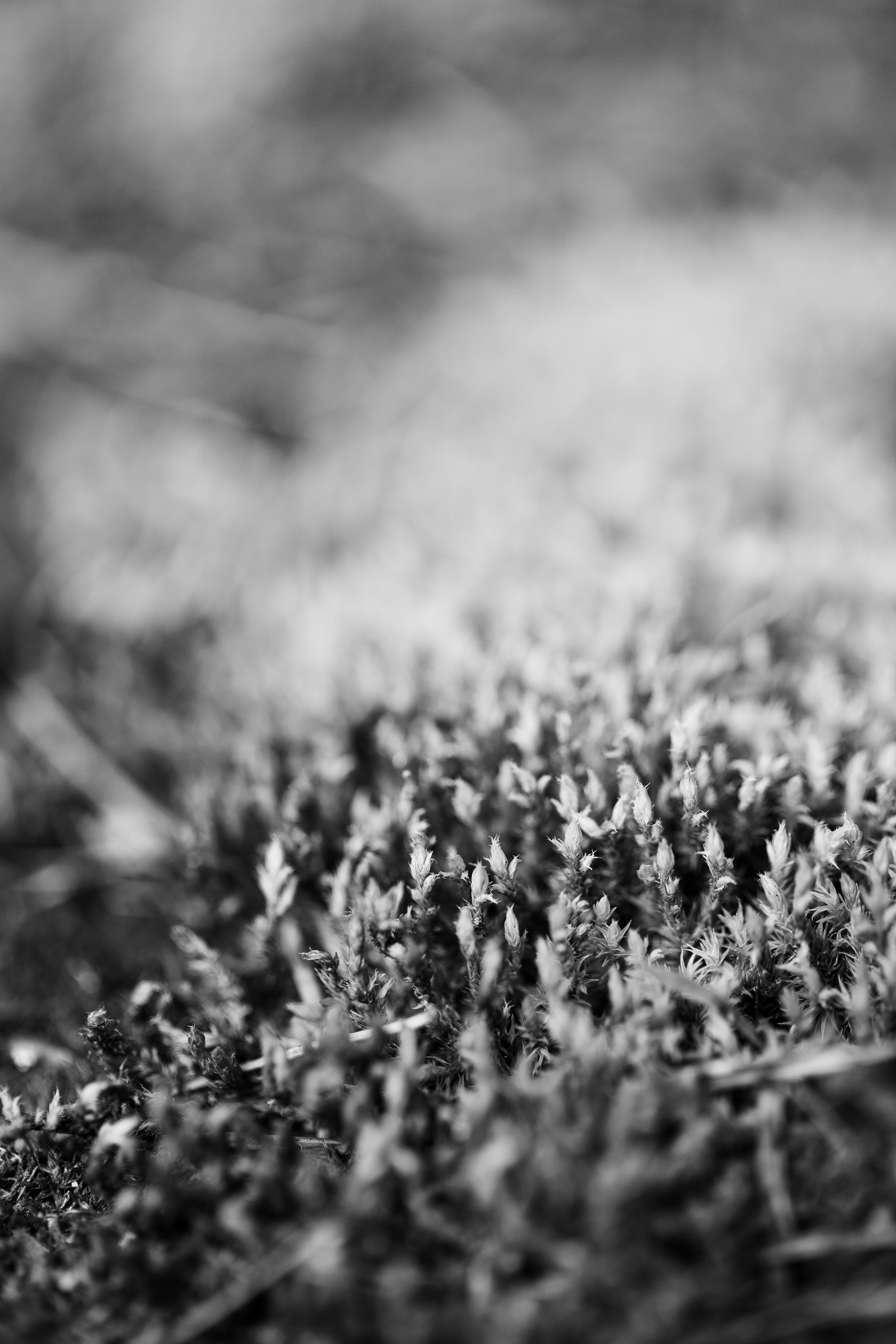 Captivating black and white close-up photo of delicate moss in a forest setting.