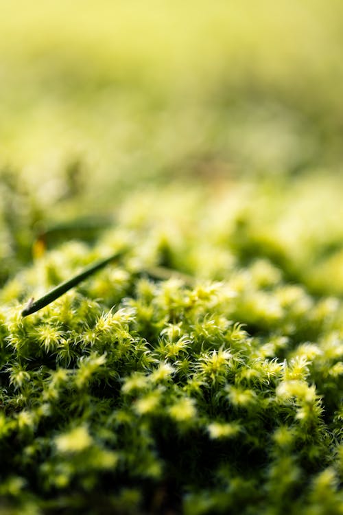 Close-up of Moss on Ground