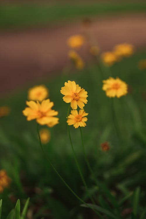 คลังภาพถ่ายฟรี ของ การถ่ายภาพดอกไม้, กำลังบาน, ดอกสีเหลือง