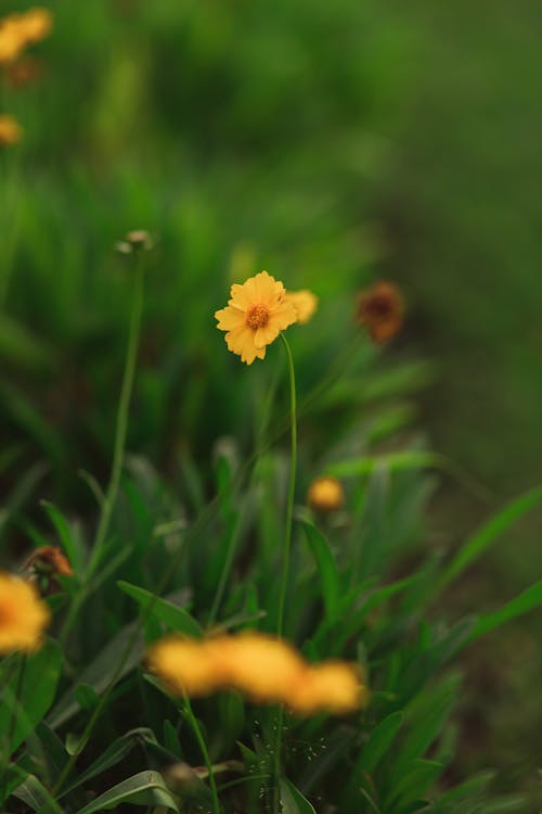 คลังภาพถ่ายฟรี ของ ชนบท, ดอกไม้, ธรรมชาติ