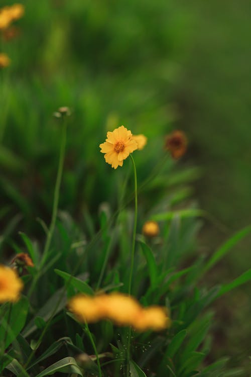 Foto d'estoc gratuïta de flors, fons de pantalla per al mòbil, fresc