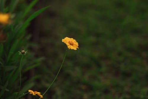 Ilmainen kuvapankkikuva tunnisteilla kasvikunta, keltainen kukka, kukka-valokuvaus