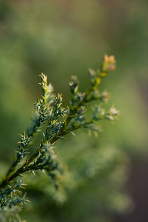 Close-up of a Cypress Tree Branch 