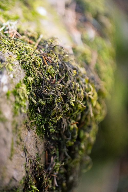 Free Detailed close-up of green moss growing on a rock in the forest illustrating nature's texture. Stock Photo