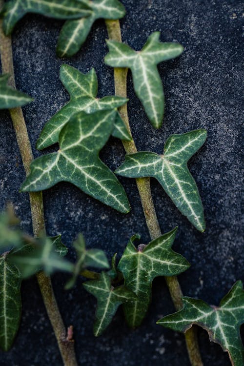 Foto stok gratis alam, Daun-daun, flora