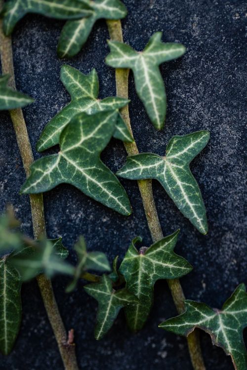 Free Detailed view of lush ivy leaves with textured stone background, nature pattern. Stock Photo