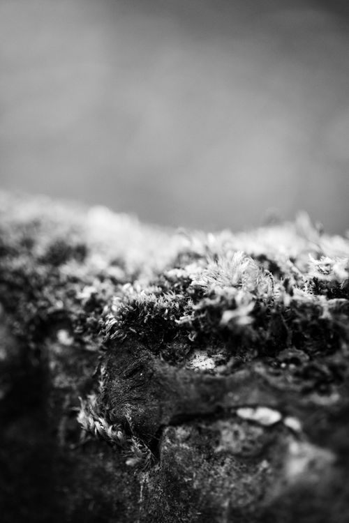 Free Artistic black and white close-up of moss on rock highlighting texture and depth. Stock Photo