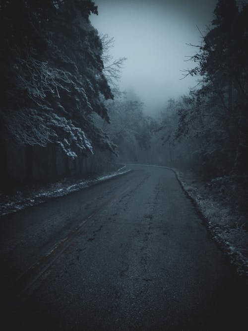 Photo of a Road in Between Trees