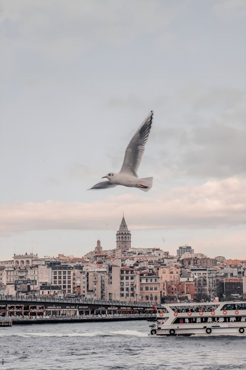 Seagull Flying above Sea near Coastal City