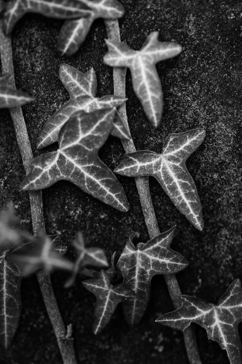 Free Detailed black and white close-up of ivy leaves against a textured wall. Stock Photo