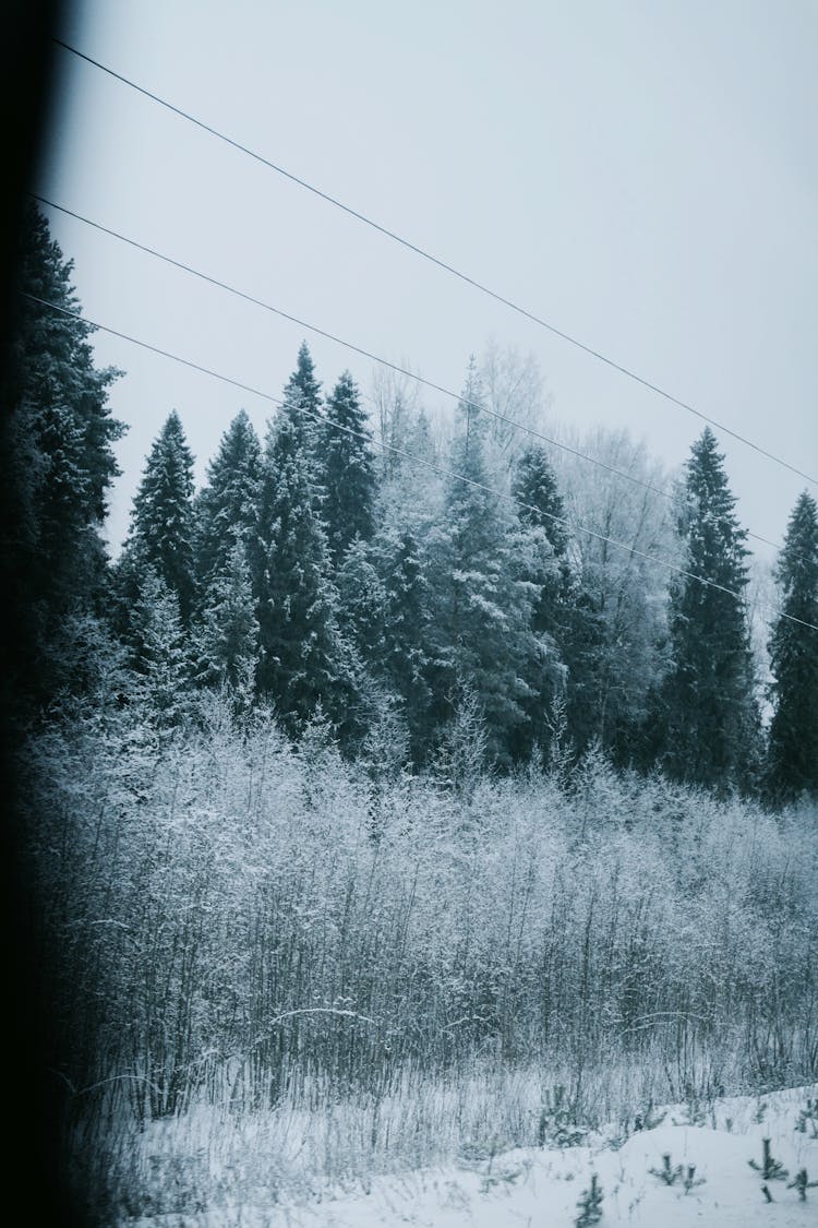 View On Trees In Snow In Winter Forest From Train Window