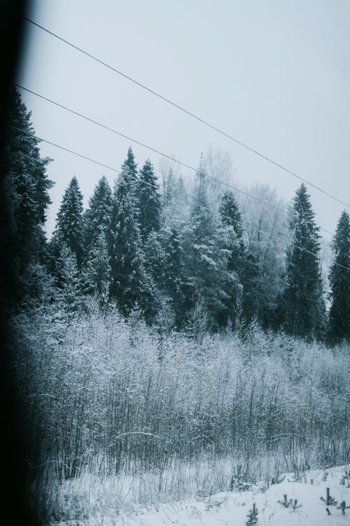 Free Tranquil winter forest scene with snow-covered trees viewed from a window. Stock Photo