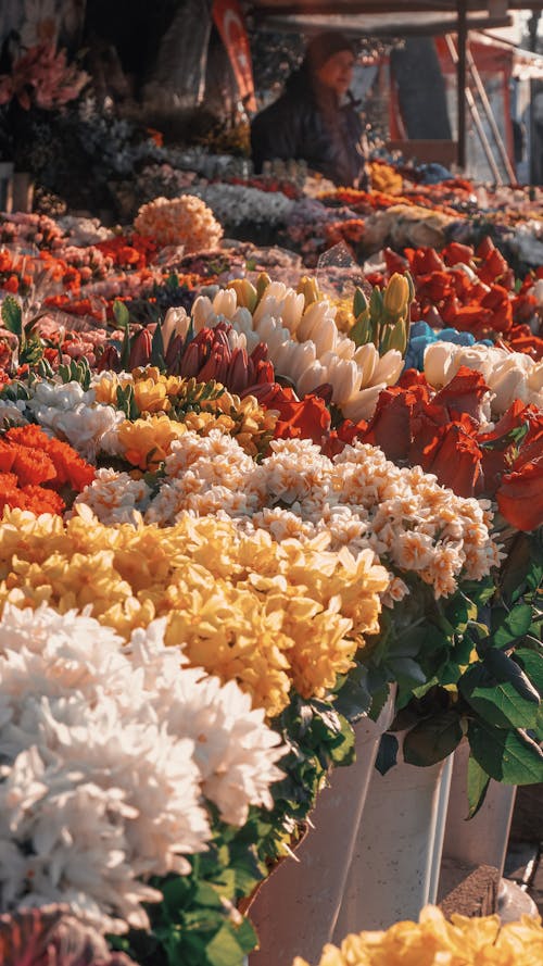 Fotobanka s bezplatnými fotkami na tému @outdoor, botanický, flóra