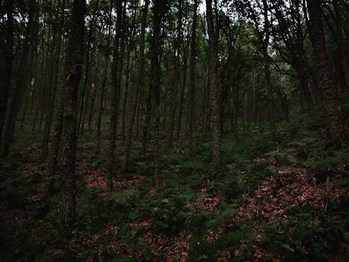 광야, 나무, 나무 몸통의 무료 스톡 사진