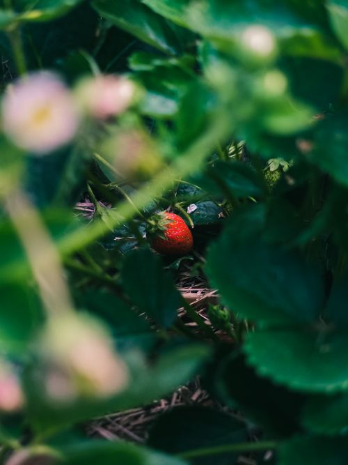 Free A vibrant, ripe strawberry amidst lush green foliage, ready for harvest. Stock Photo