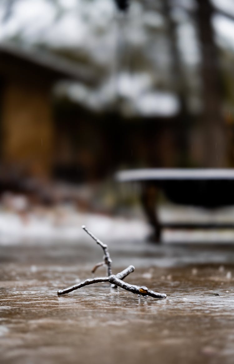 Frozen Stick On The Ground