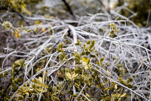 Leaves on Frozen Branches