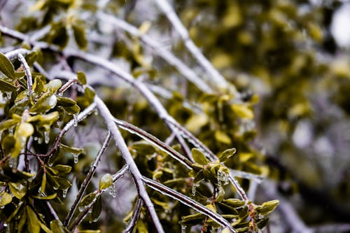 Frost on Branches of a Shrub