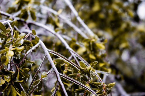 Free Close-up of frosted tree branches with ice, highlighting winter's beauty. Stock Photo