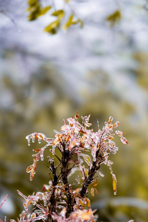 Ilmainen kuvapankkikuva tunnisteilla bokeh, flunssa, jääpuikot