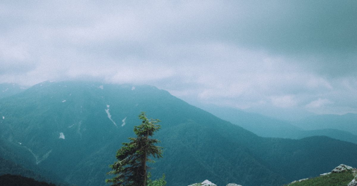 Tree Growing Among the Rocks on a Mountain · Free Stock Photo